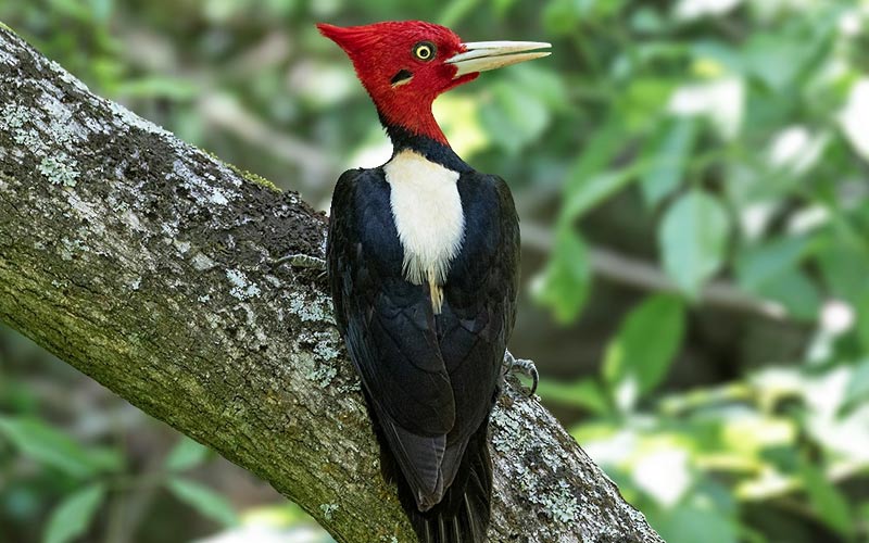 Cream-backed woodpecker