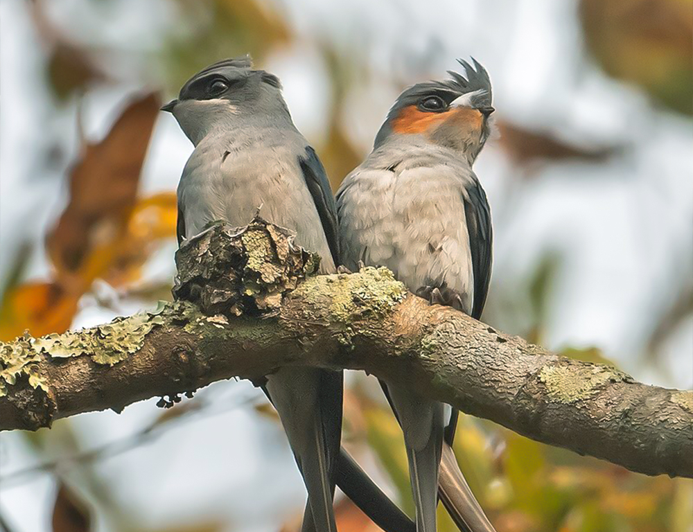 Crested Treeswift