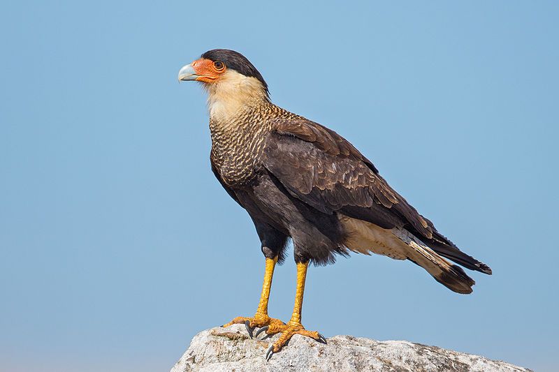 Crested_caracara__12