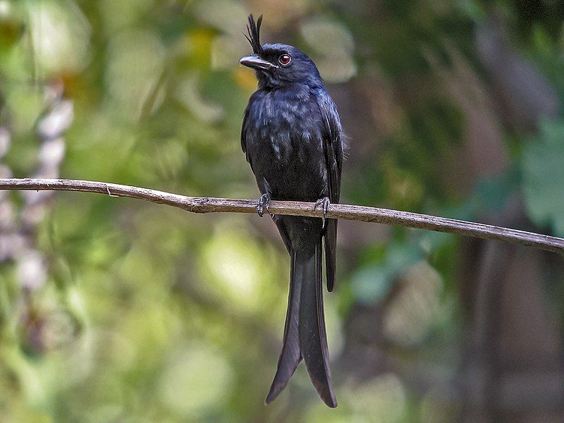 Crested_drongo__14