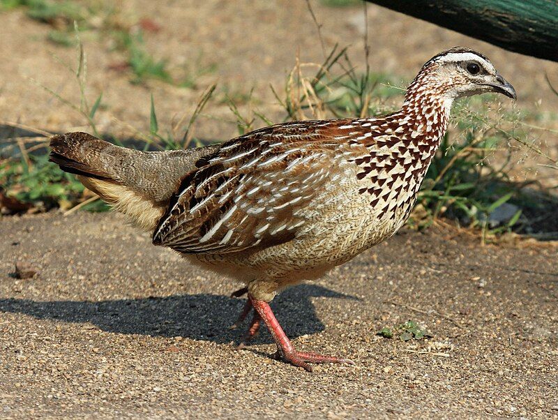 Crested_francolin__2