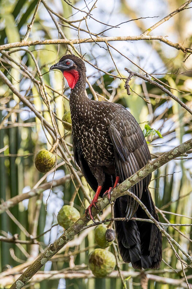 Crested_guan__12