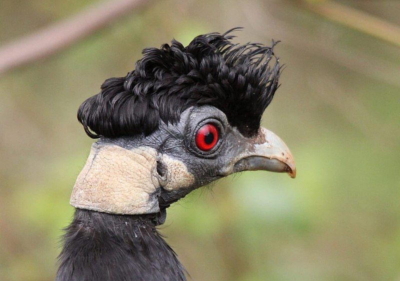 Crested_guineafowl__8