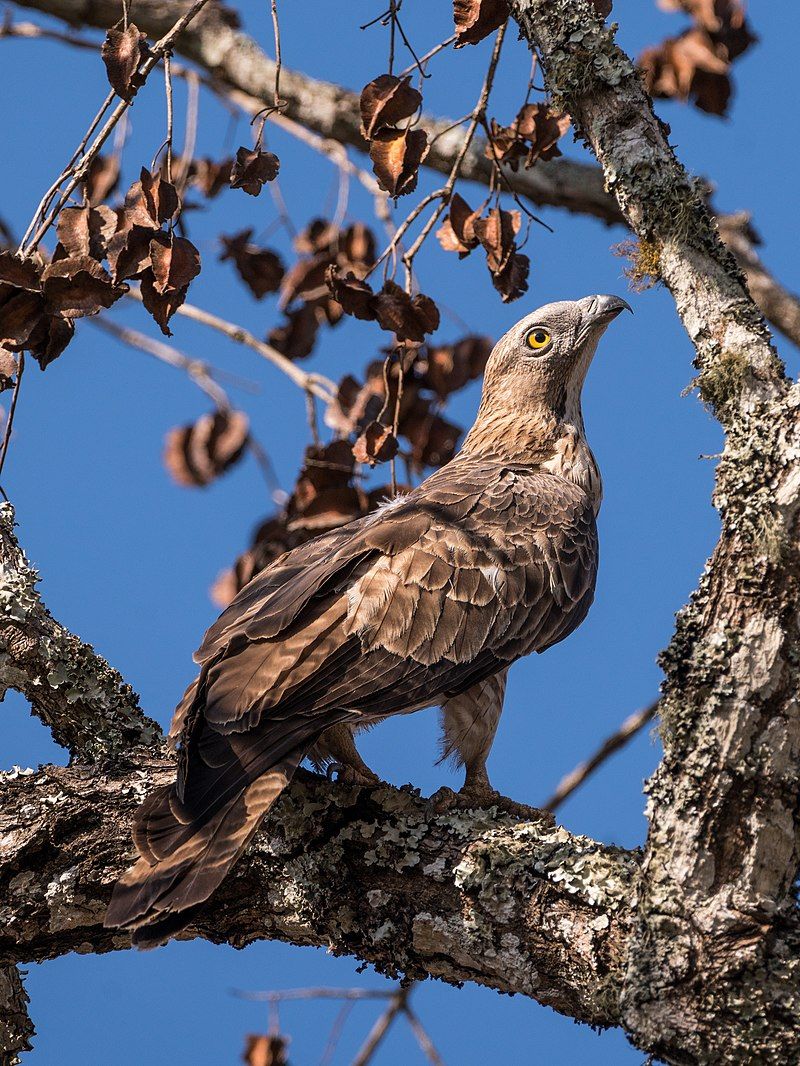 Crested_honey_buzzard__14