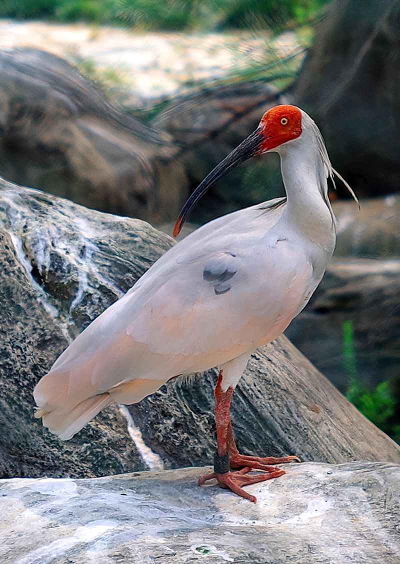 Crested_ibis__15