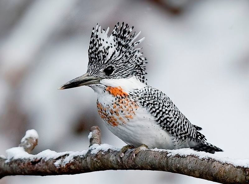 Crested_kingfisher__10