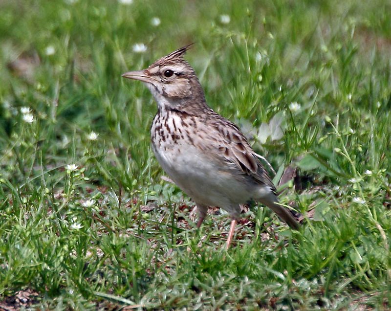 Crested_lark__23