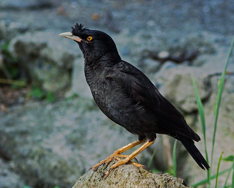 Crested_myna__1