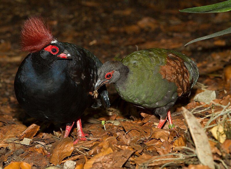 Crested_partridge__3