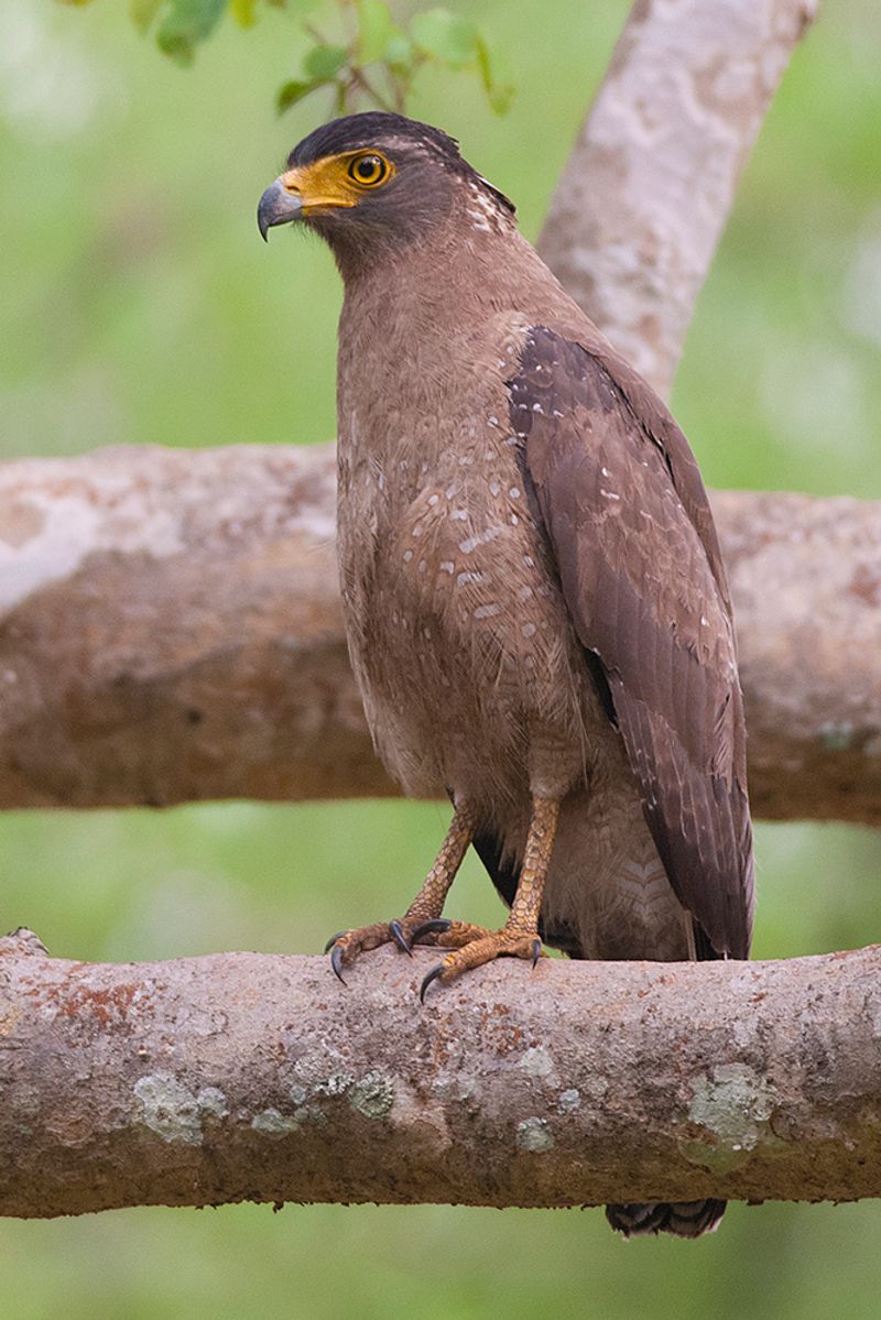 Crested_serpent_eagle__4