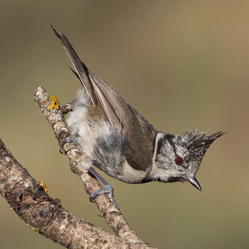 Crested_tit__6