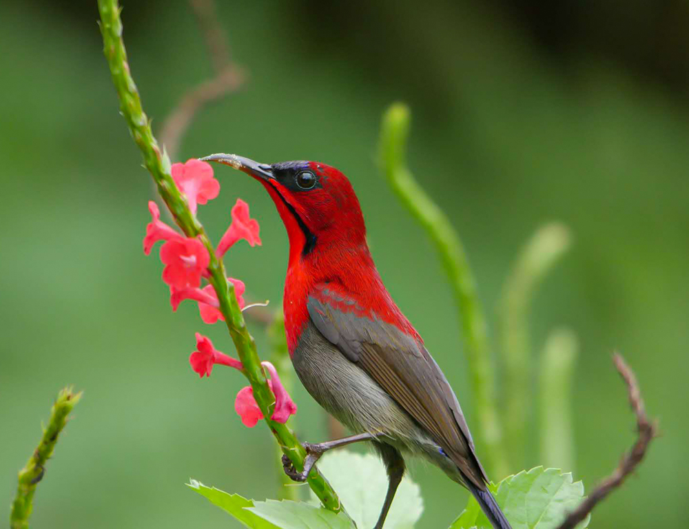 Crimson Sunbird