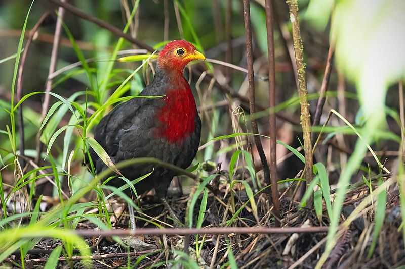 Crimson-headed_partridge__10