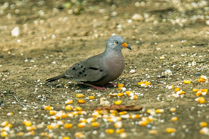 Croaking_ground_dove__14