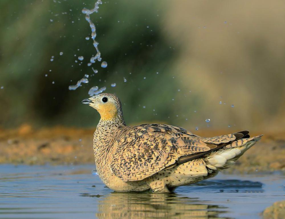 Crowned Sandgrouse