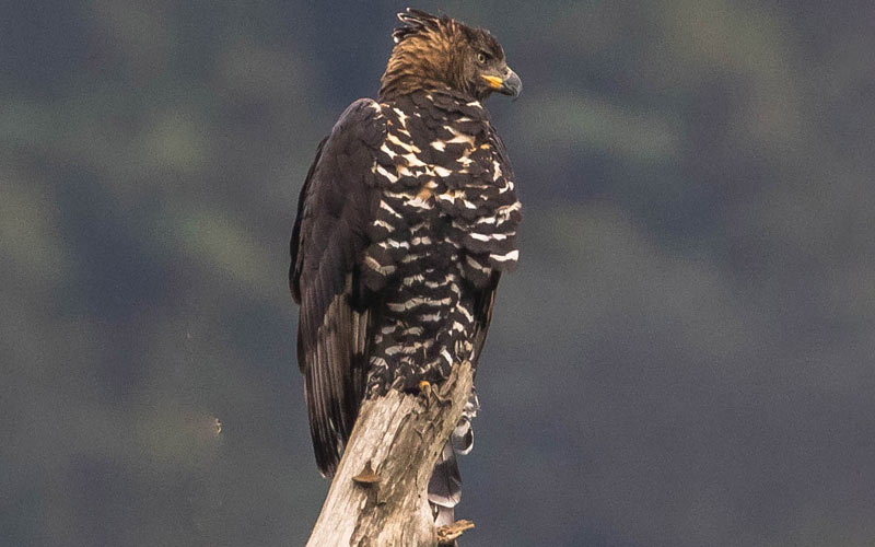 Crowned eagle