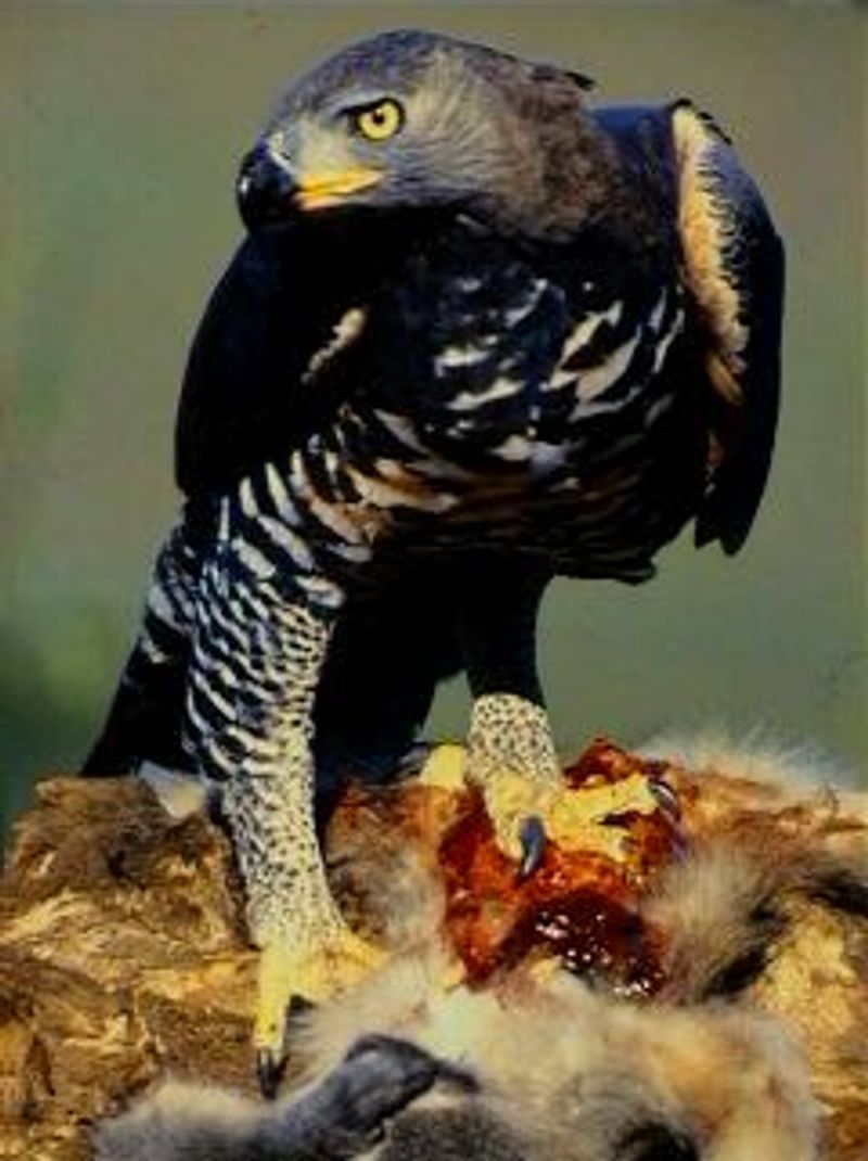 Crowned_eagle__7