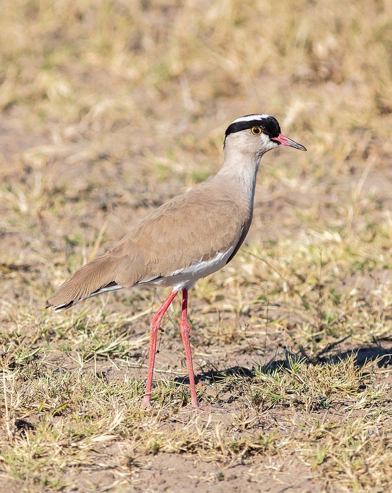 Crowned_lapwing__32