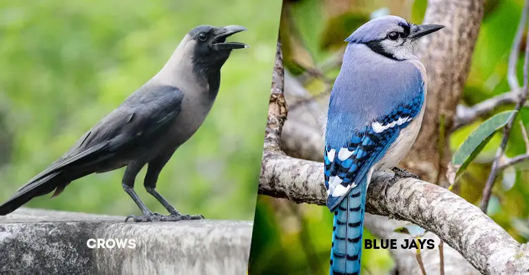 Crows Vs Blue Jays
