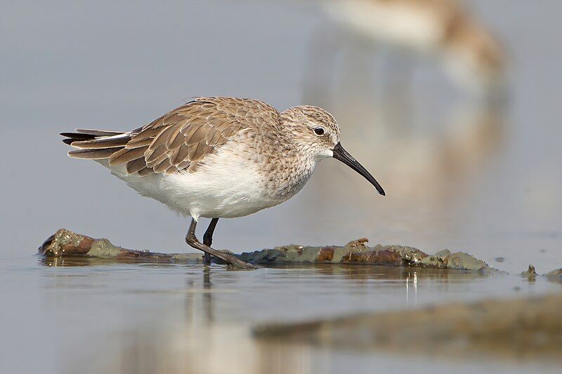 Curlew_sandpiper__34