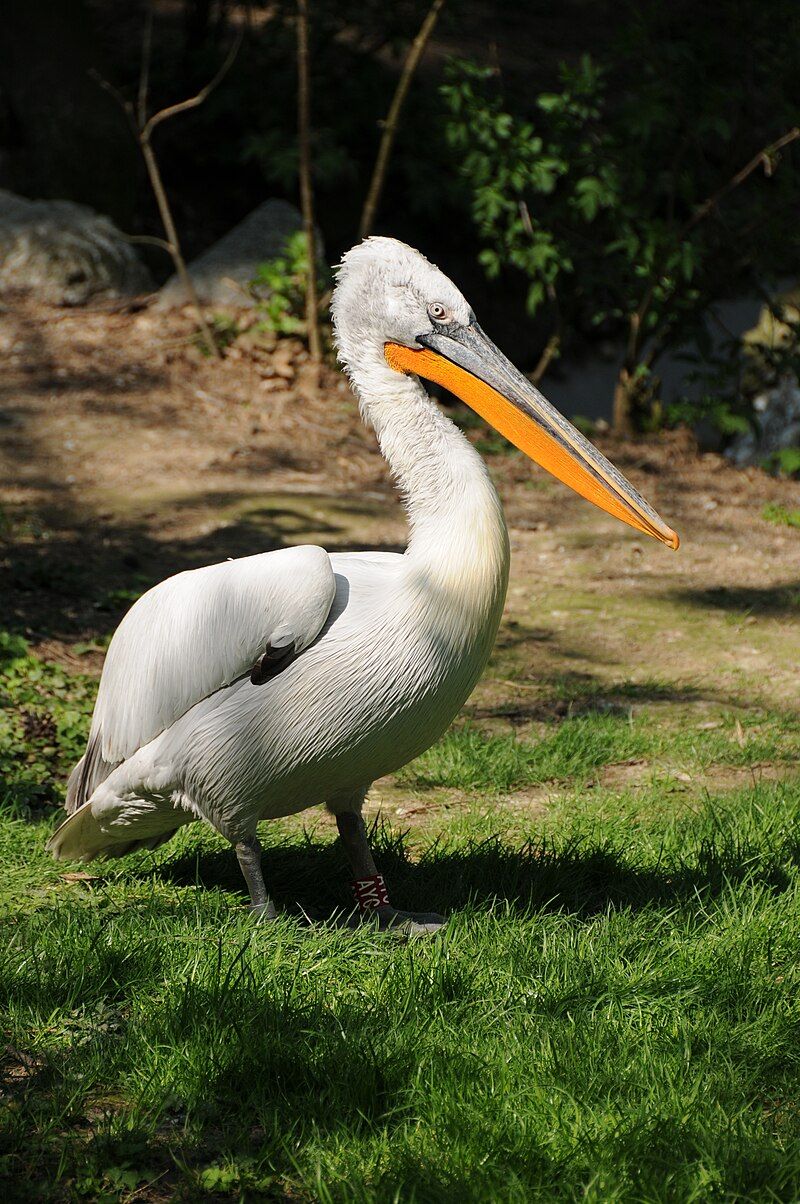 Dalmatian_pelican__4