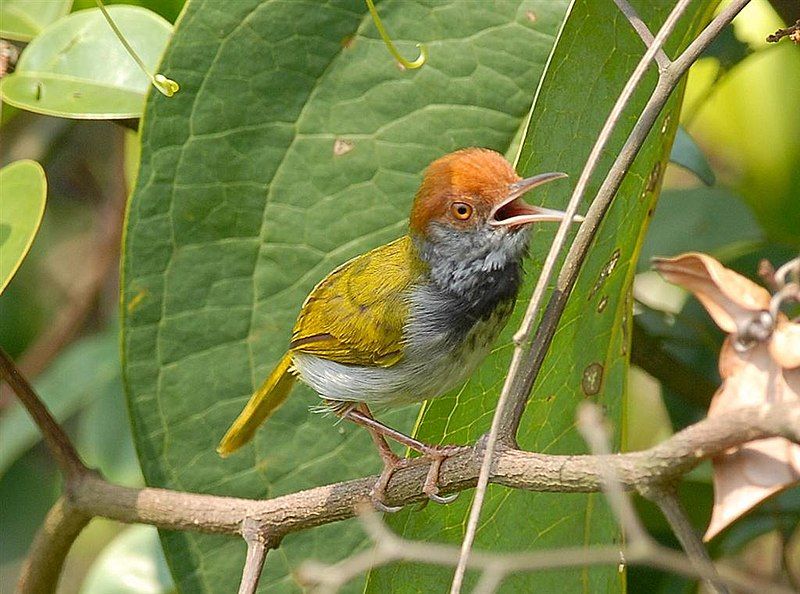 Dark-necked_tailorbird__4