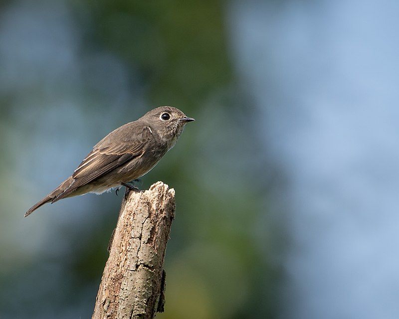 Dark-sided_flycatcher__21