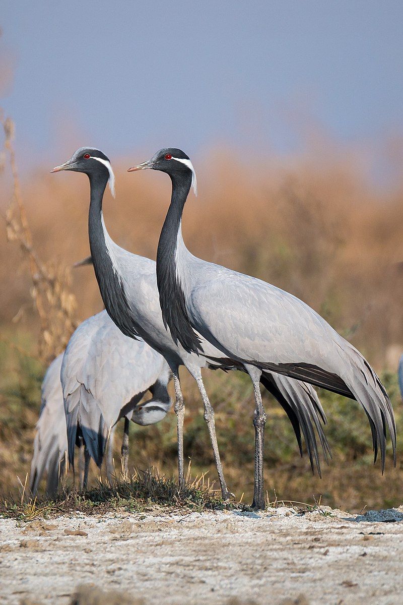 Demoiselle_crane__10