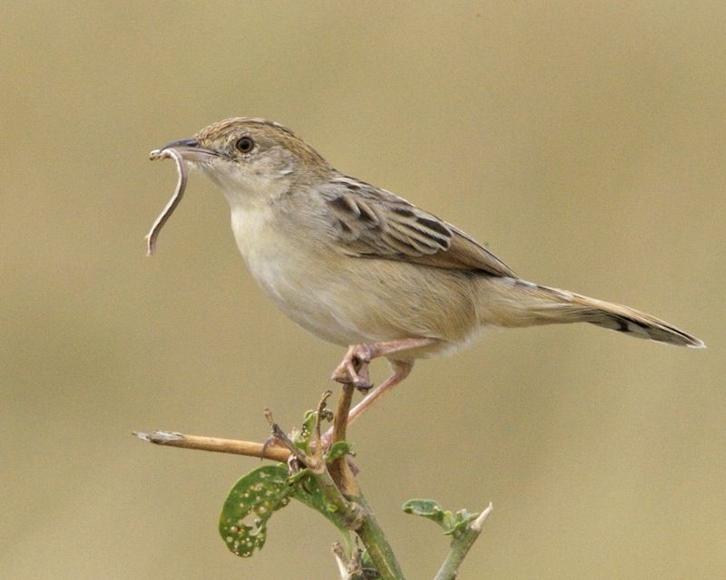 Desert_cisticola__3