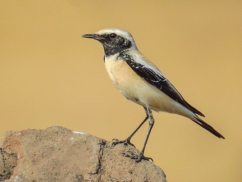 Desert_wheatear__38