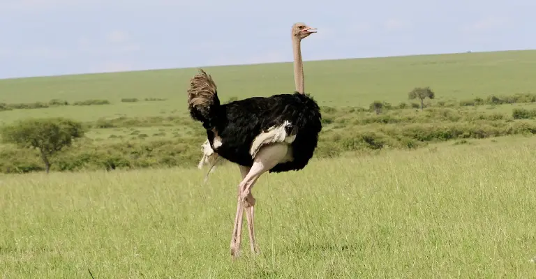 Why Can't Ostriches Fly