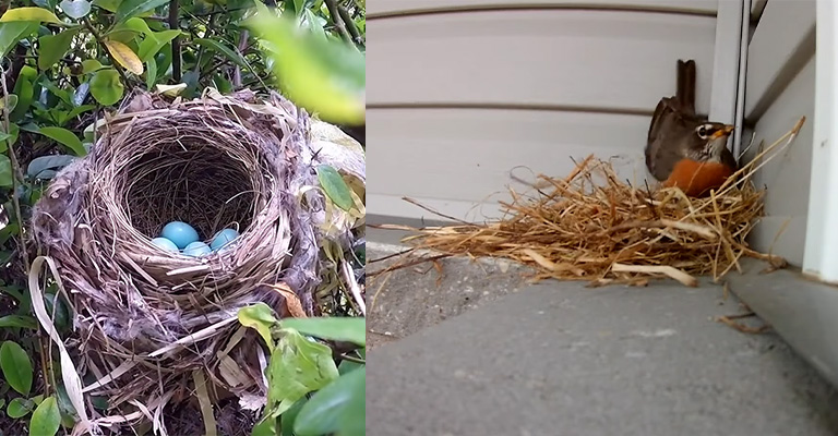 Different Types of Bird Nests