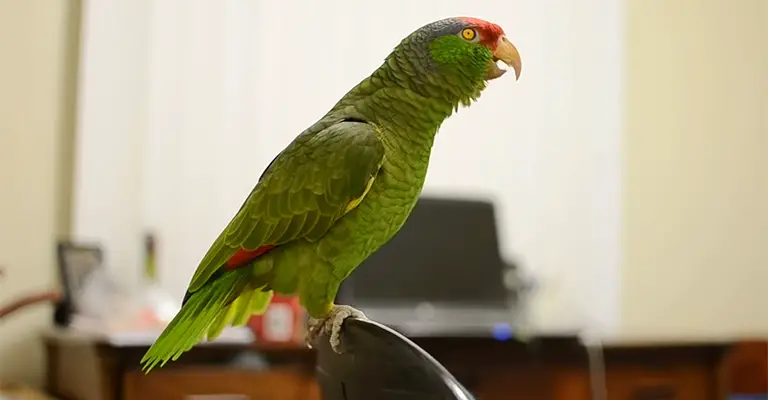 Disadvantages of Keeping Amazon Parrots as Pets