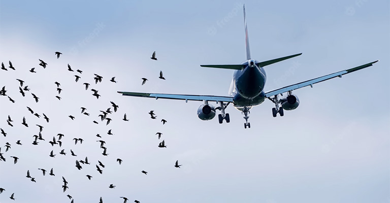 Why Were Birds Attacking Planes