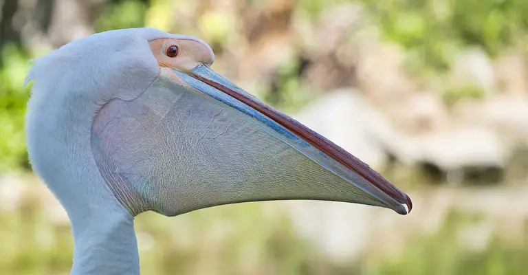 Do All Pelicans Eat Other Birds