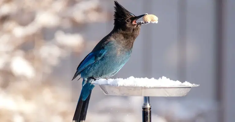  Do Birds Use Their Beaks To Eat