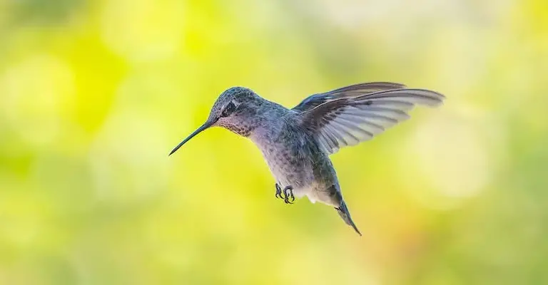 Do Hummingbirds Attack Humans