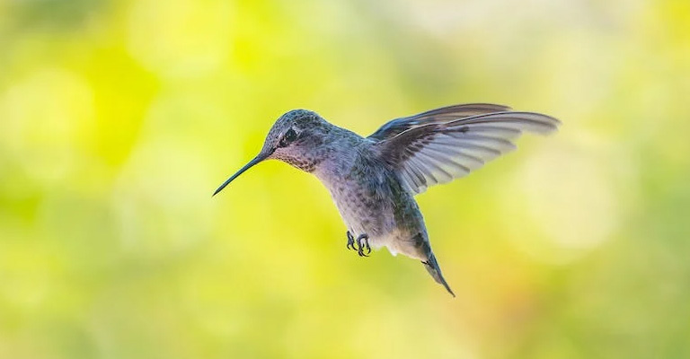 Do Hummingbirds Attack Humans