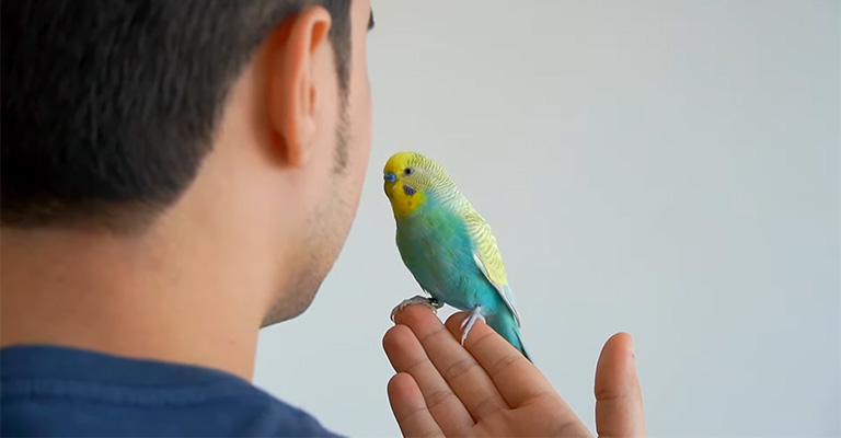 Do Pet Birds Love Their Owners