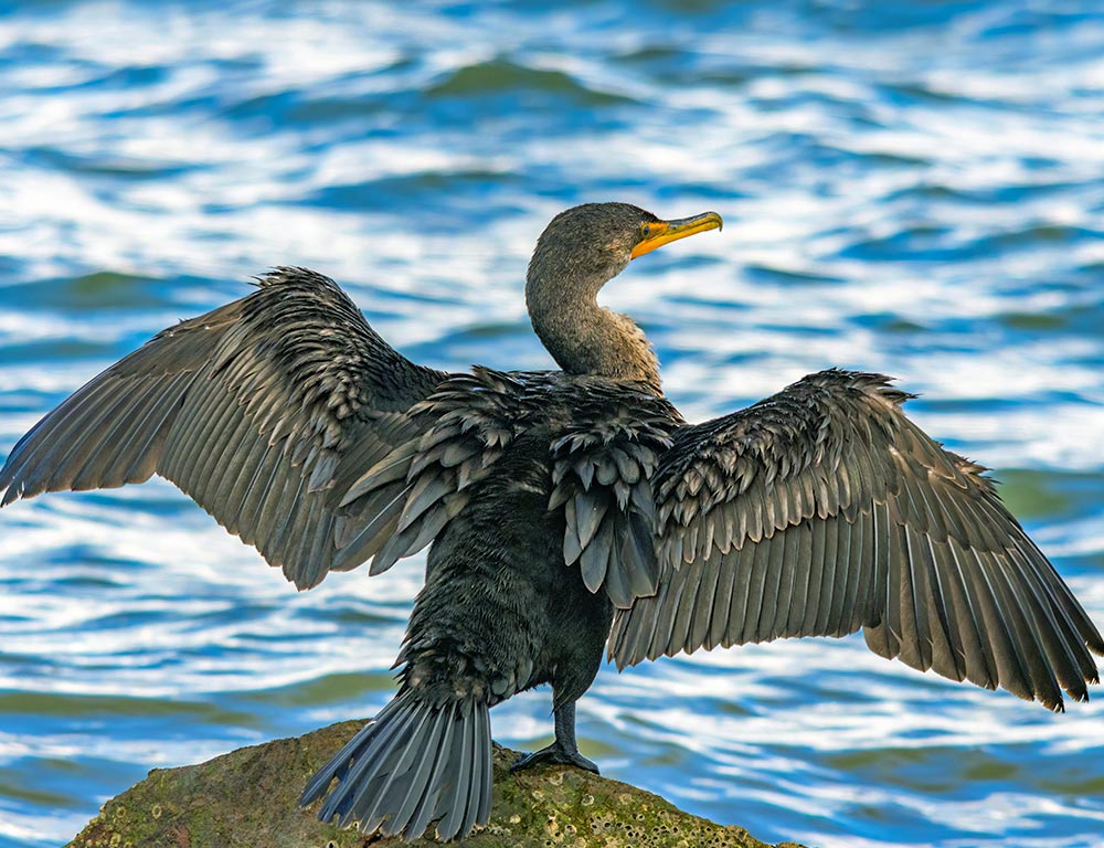 Double-Crested Cormorant