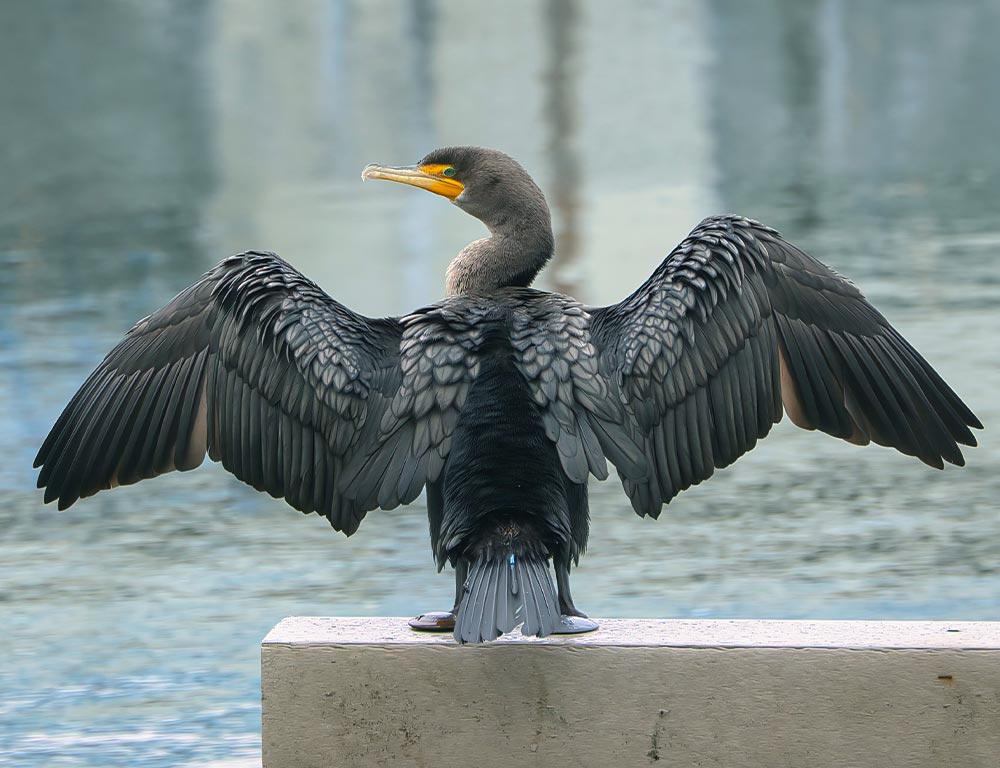 Double-Crested Cormorant