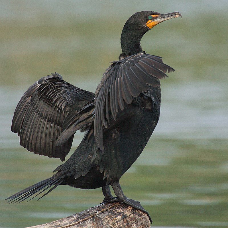 Double-crested_cormorant__14