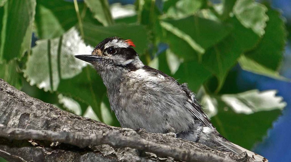 Downy Woodpecker