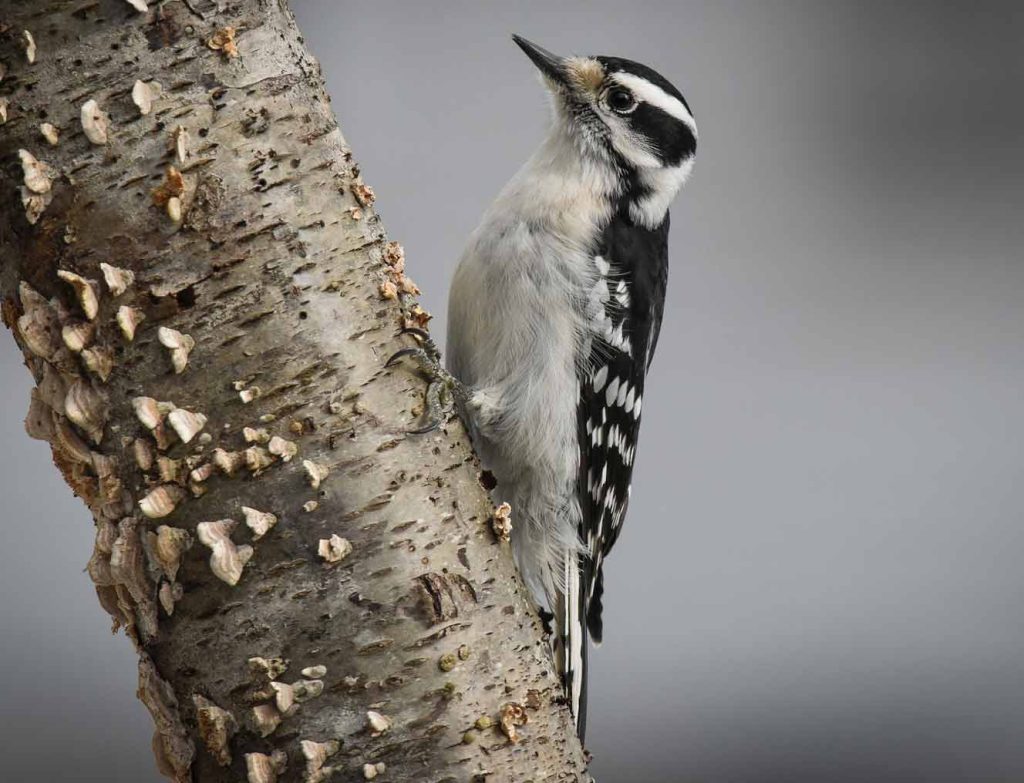 Downy woodpecker