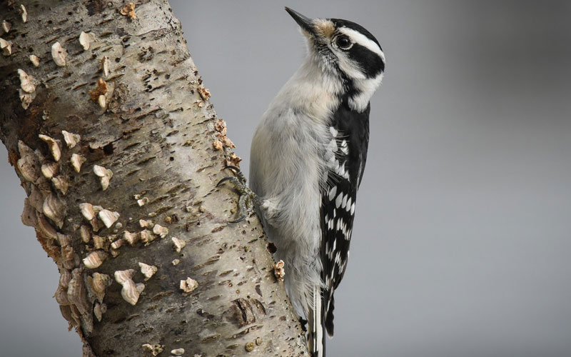 Downy woodpecker