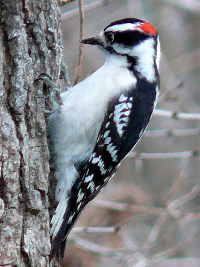 Downy_woodpecker__1