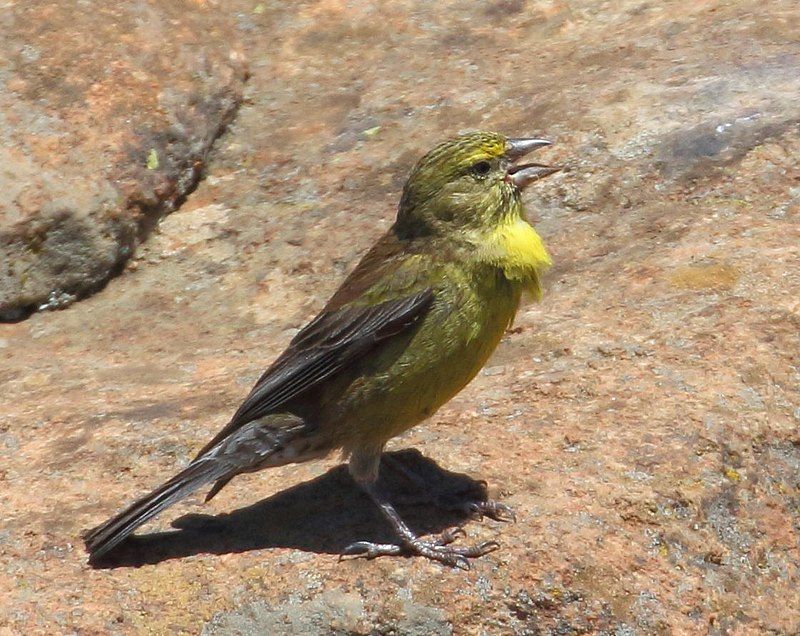 Drakensberg_siskin__5