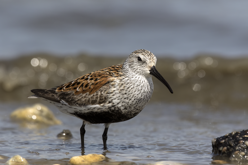 Dunlin__12