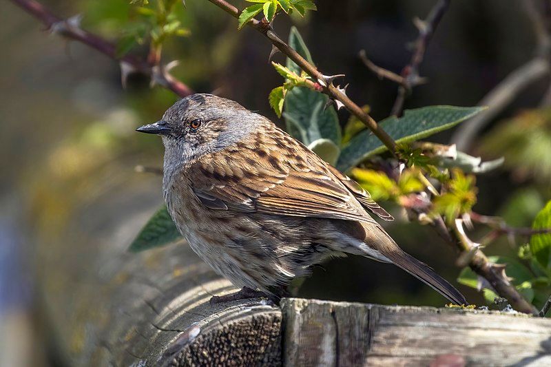 Dunnock__7