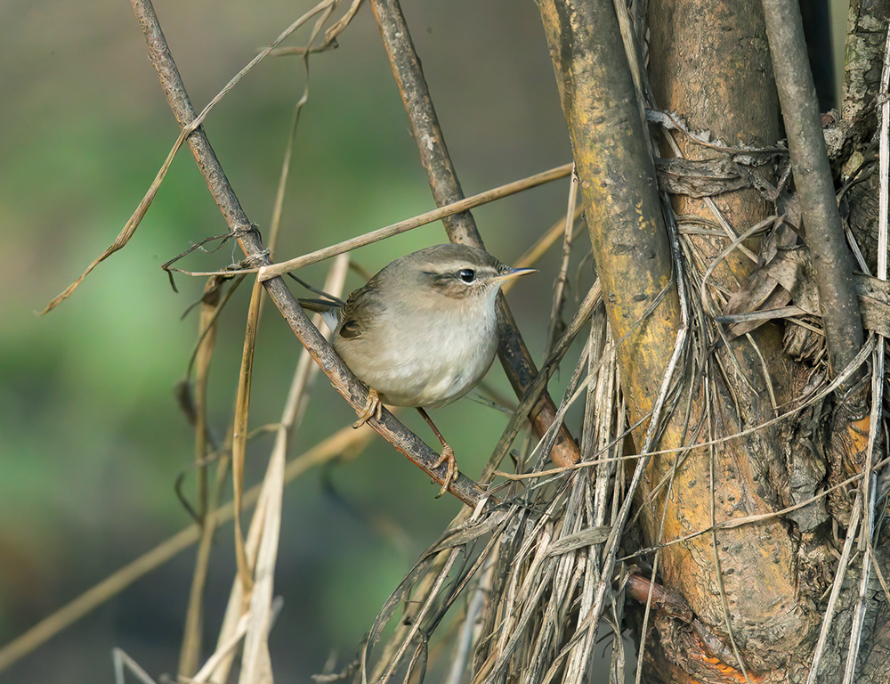 Dusky Warbler